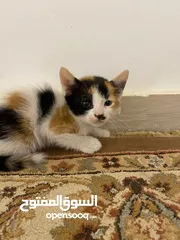  7 5 قطط للتبني ببلاش هجين طرابلس ماشاء الله