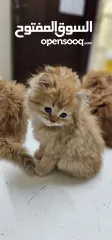  7 Persian Kittens  