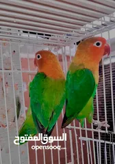  6 love birds and fischers breeders with cage and nest box