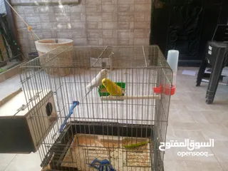 1 عصفير حب                           ا        ر.