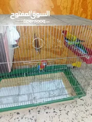 6 عصافير للبيع