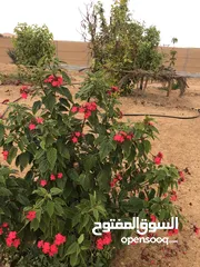  6 مزرعة للبيع