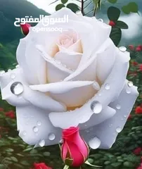  4 مكتب وكرسي للبيع