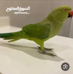  1 مطلوب أنثى ببغاء درة بعمر سنتين بسعر طري وتكون اليفة