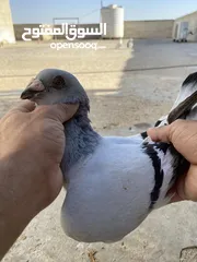  24 كوم حمام للبيع