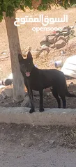  2 كلب مالينو اسود