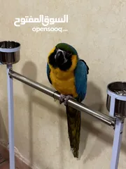  1 للبيع مكاو ، Selling Macaw