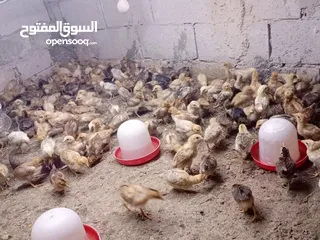  8 صوص بلدي عمر 38 يوم   صوص بلدي عمر 18 يوم