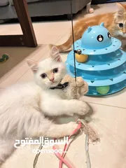  7 Cute Persian kittens