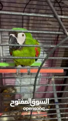  3 Chestnut-fronted macaw