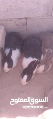  4 أرانب للبيع