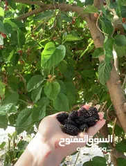  1 يوجد لدينا شجر توت للضمان اللي حابب يضمن شجر توت يتواصل  الموقع : آخر حي الرشيد