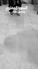  4 لولو فوكس انثى عمرها 6 اشهر