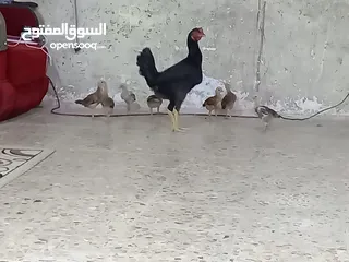  1 دجاجة وراها سبعة افراخ