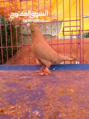  22 حمام للبيع في ناعور