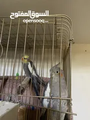  1 بسم الله ماشاءالله جوزين جوز حبشي الطيره أليفه جدا الفحل بدو شويت متابعه الجوز شغالات ومكفولات ج