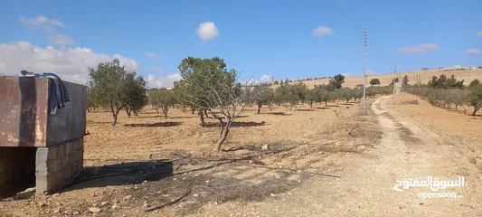  13 مزرعة زيتون للبيع
