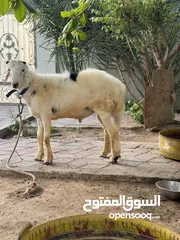  6 ‏كبش تيس للبيع