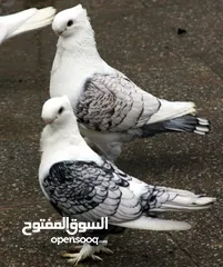  6 حمام زينه أصلي