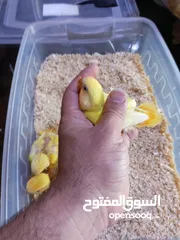  23 يتوفر ببغاء اليف زق يدوي  لوري اليف قرين شيك الي كوكتيل اليف  دره اليف  روز اليف  فشر اليف  حب اليف