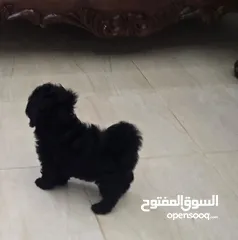  18 pure poodle  and pure shitzu  two types  2200 AED available بودل وشتزو