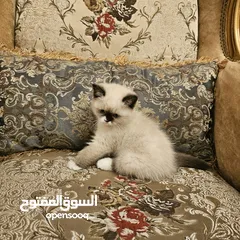  4 قطط راغدول مكس سكوتش