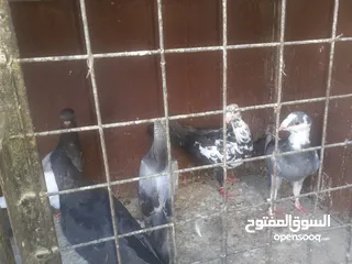  6 فراخ حمام للبيع