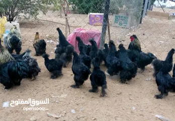  5 وز سوبر جامبو وجاج كوشن ومصوف