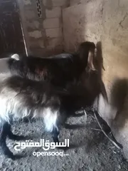  5 جديان للبيع