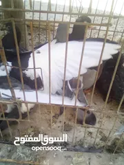  3 زغاليل بلدي حجم مرتب كبير