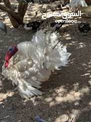  9 مجموعه طيور للبيع