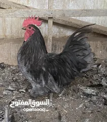  1 بيض مخصب وصيصان دجاج سلالات