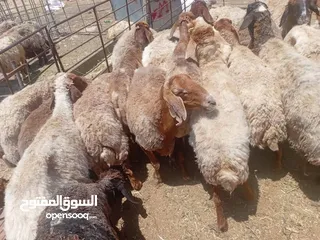  1 اضاحي العيد كل عام وانتم بخير