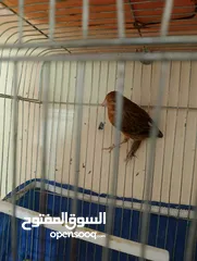  3 Othman10Othman@@