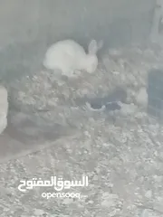  5 أرانب للبيع ذكور وإناثي شغالات وبداية شغل