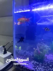  12 حوض سمك جاهز كامل ... اقرا الوصف