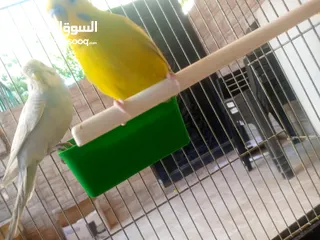  4 عصفير حب                           ا        ر.