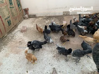  5 دجاج  للبيع