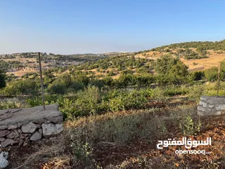  10 مزرعة في عجلون رأس منيف للبيع
