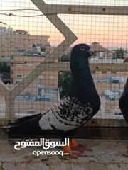  9 حمام برامليات و قرنفلي و امازوني و قفص
