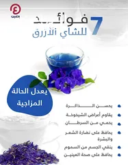  1 شتلات الشاي الازرق و البذور و الزهور(( إقرأ الوصف ))