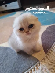  16 kittens for sale 60 days old    Scottish.