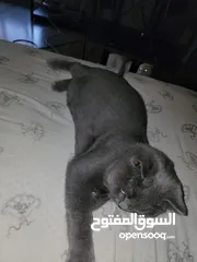  3 Cats for Adoption