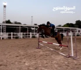  2 Jumping mare kids/beginner friendly