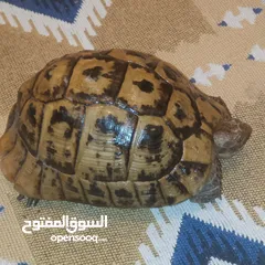  2 موجود سلحفتين جوز عدد اثنين   منزليه   نظيفه جدا    سلحفاه كركعه احجام مختلفه