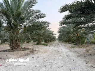  18 مزرعة نخيل مجهول مثمر ومنتج  + شاليه مودرن للبيع بأجمل مناطق الغور بالقرب من سد الكرامة 60 ك من عمان