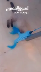  4 للبيع هملايا لعوبه