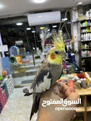  1 كوكتيل اليف فحل عليه عرض