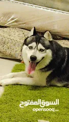  1 كلب هاسكي (اليكس)