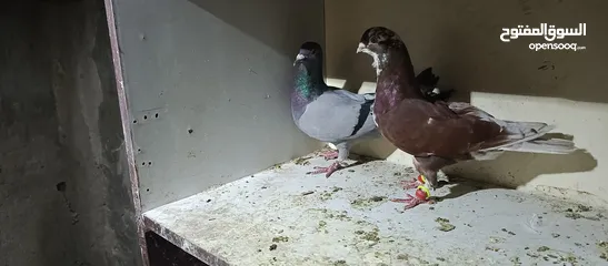  4 حمام لابيع